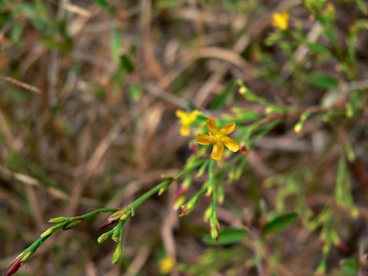 {Hypericum gentianoides}